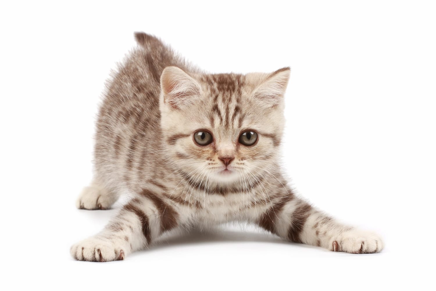 Here's a cute kitten