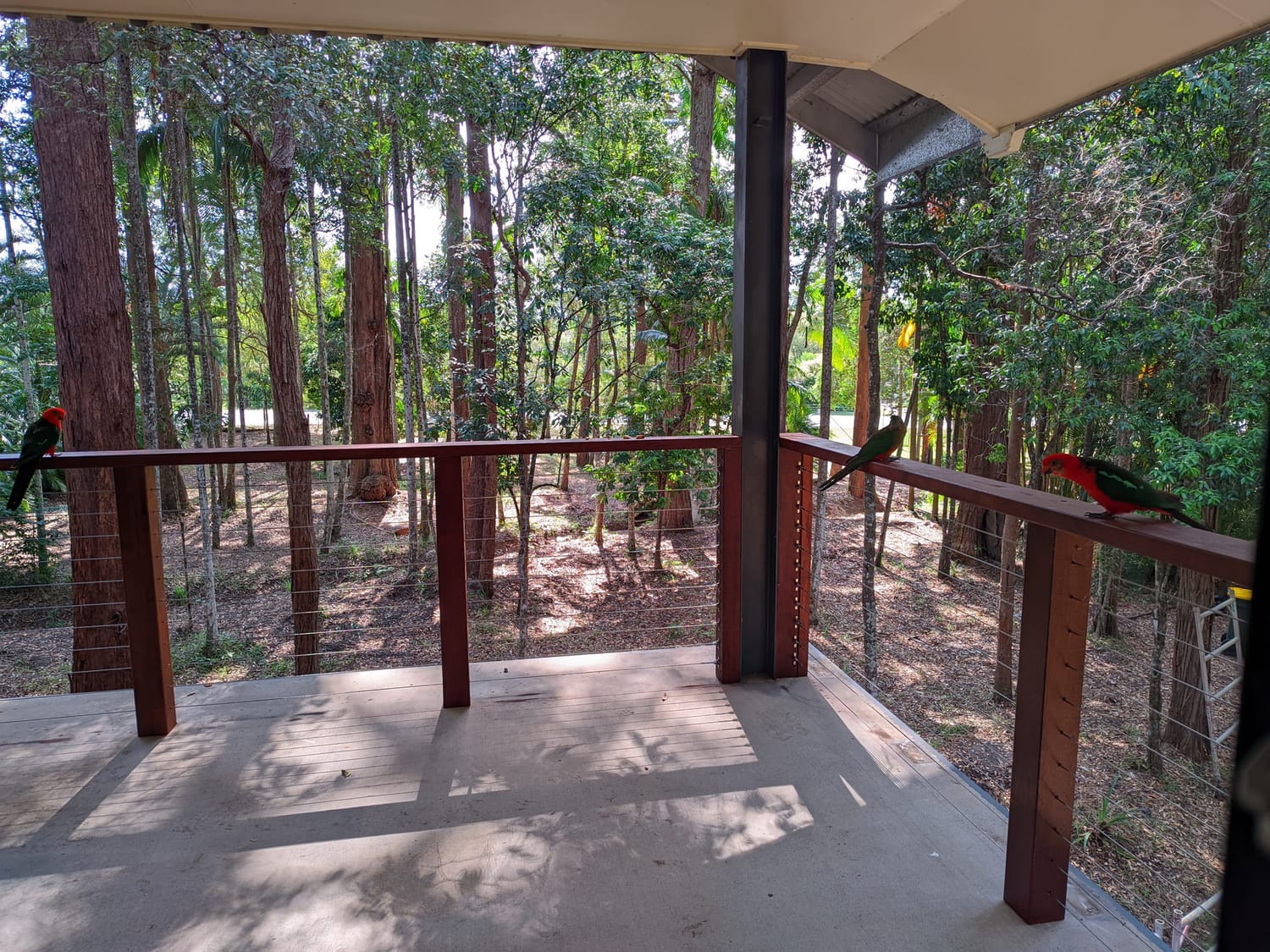 Native birds visiting the middle-level balcony beside the protected corridor