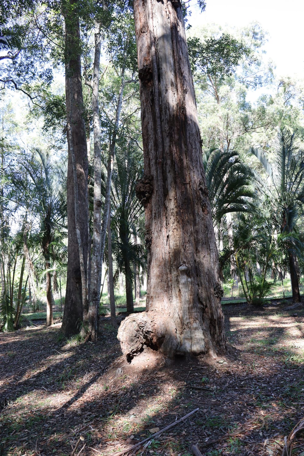 Mature tree beside the middle-level living areas