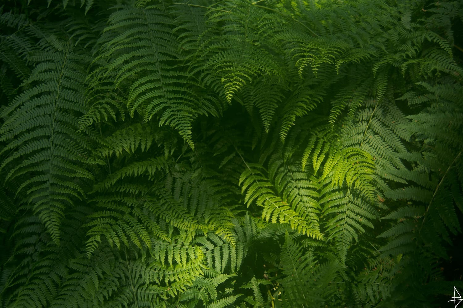 Photo entremêlât de fougères