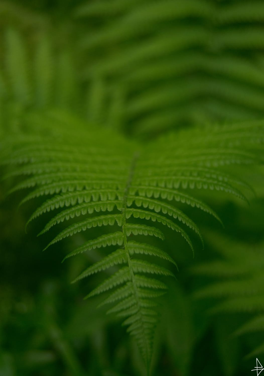 Photo fougère en macro