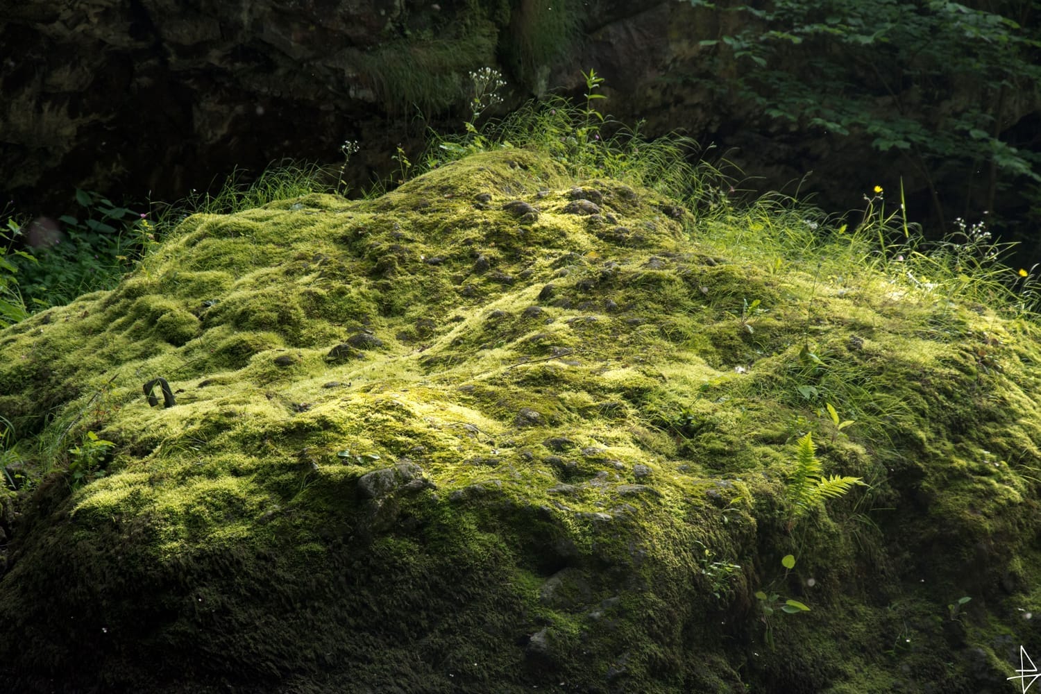 Photo de rocher enherbé