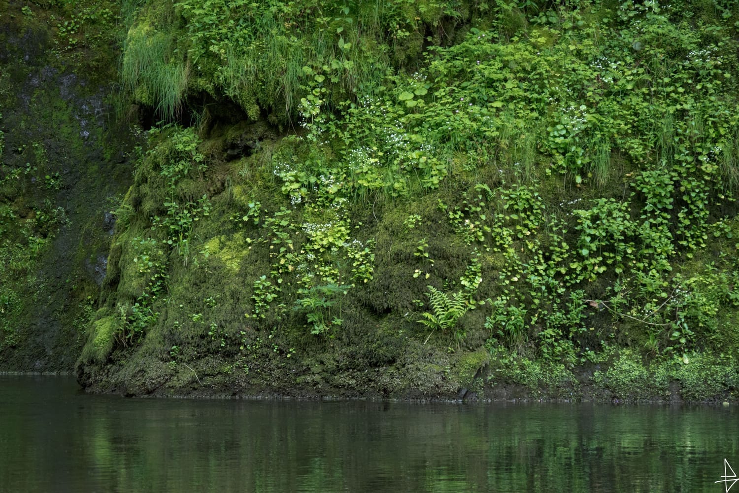 Photo rivière et rocher enherbée