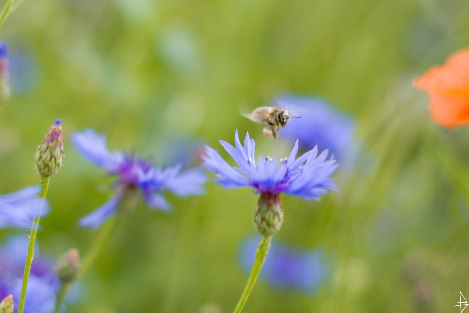 Photo abeille sur bleuet