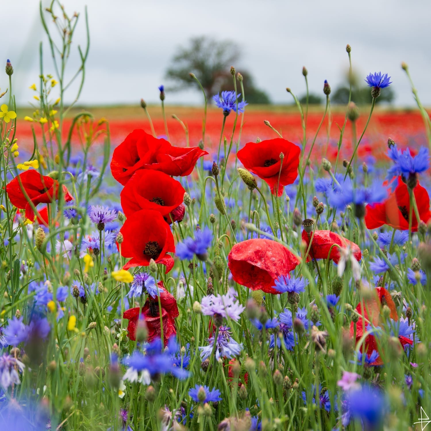 photo champ de coquelicots et bleuets