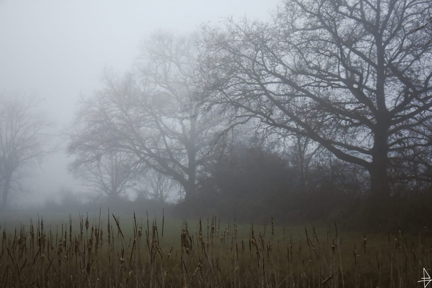 Photo marre, arbre et brouillard