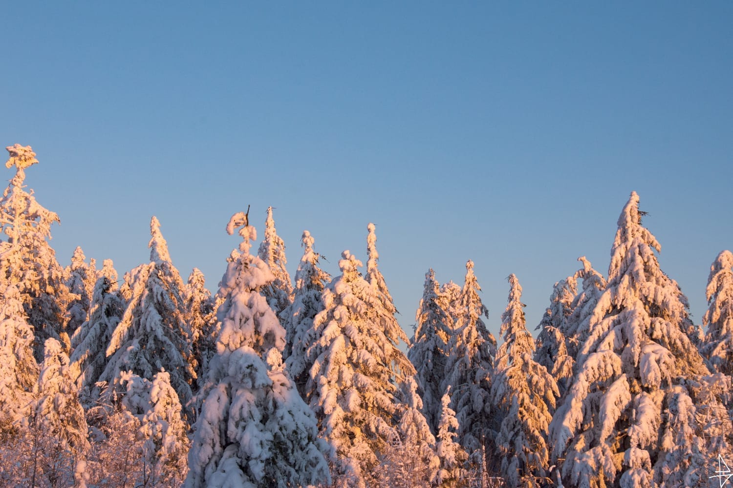Photo sapins enneigés