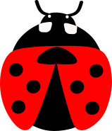 illustration coccinelle