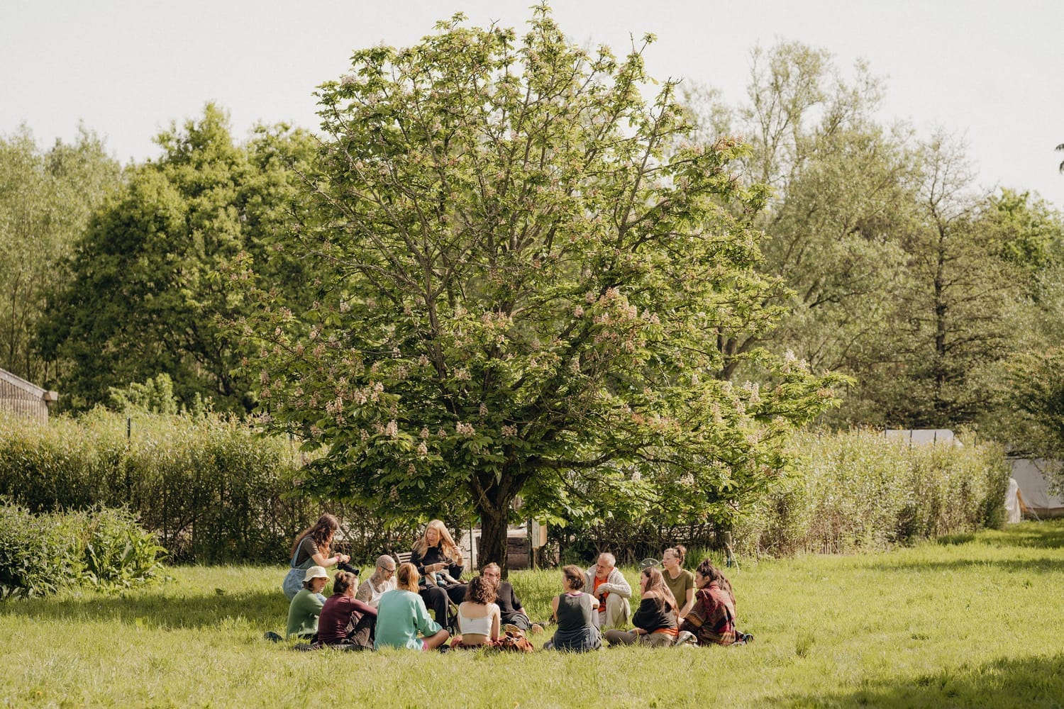 People sitting in a circle in a grassy area, surrounded by trees and bushes.