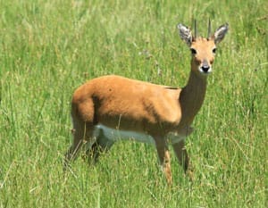 Chelmsford Nature Reserve wildlife and dam near Newcastle KZN