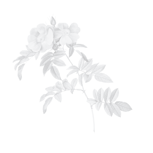 Academy Effect Decorative Leaf Left