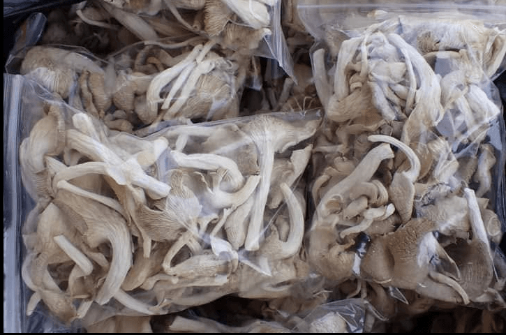 Maganoba dried mushroom products
