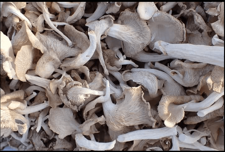 Dried mushrooms prepared by Maganoba Farms