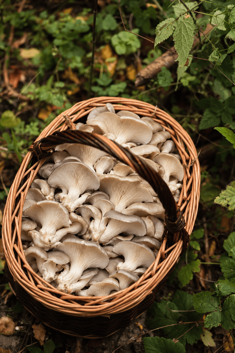 Assorted fresh mushrooms