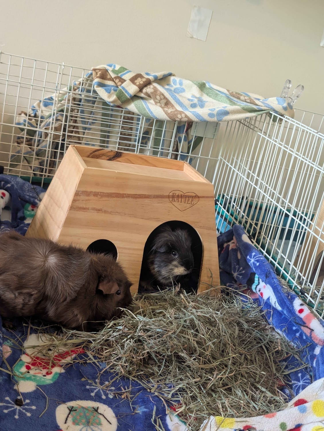 image of my guinea pigs Cooke and Nini