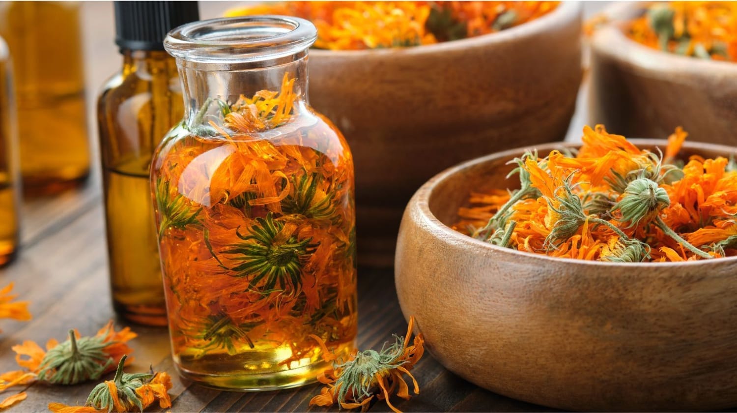 Macérât huileux de calendula avec fleurs séchées – préparation naturelle artisanale pour soin du corps et énergie
