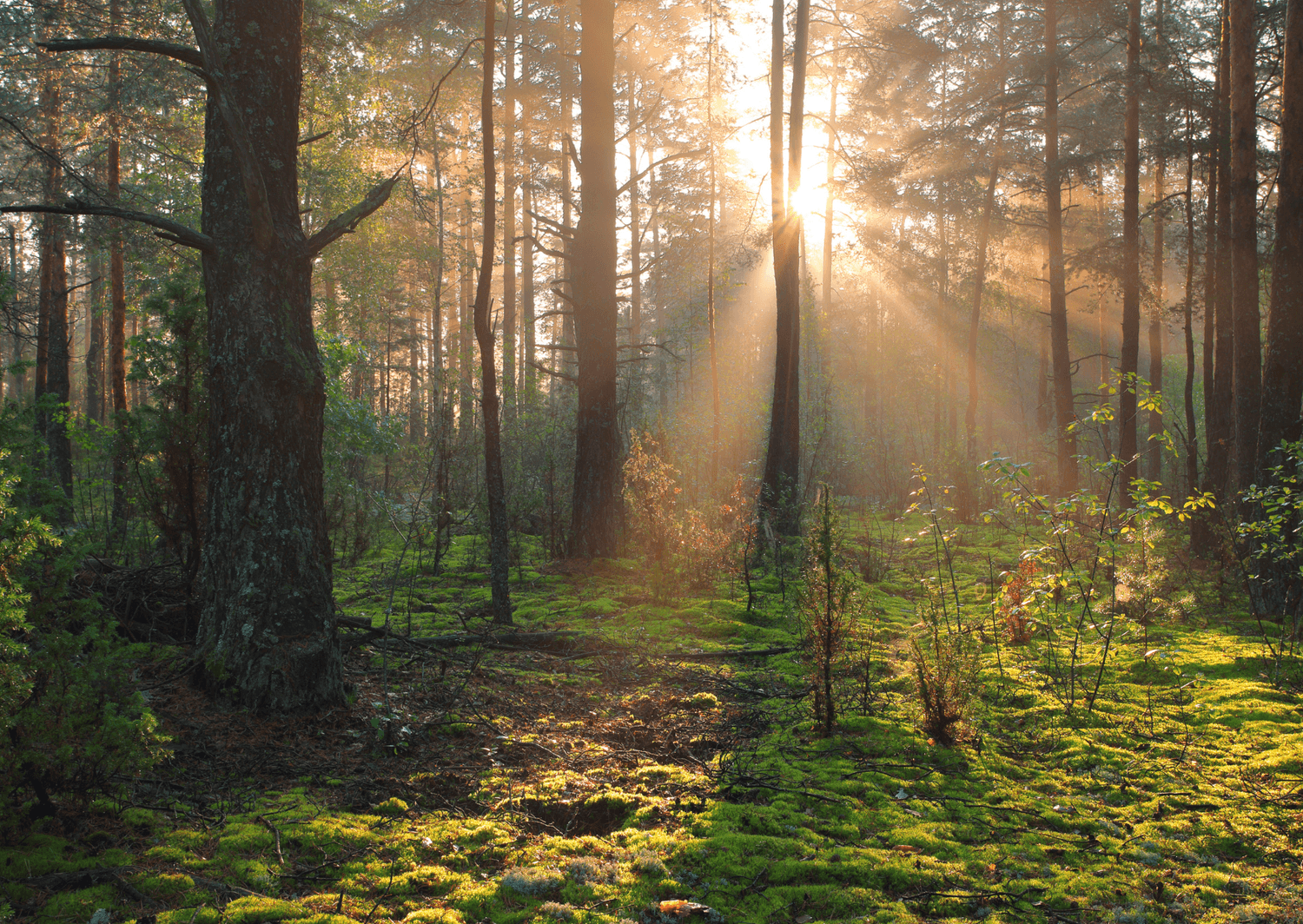 Cabinet de Delphine à Montayral – espace sécurisant pour accompagner adultes, adolescents et enfants
