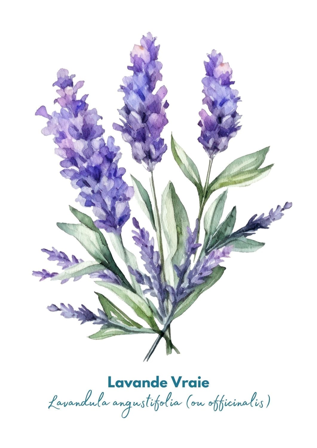 Huile essentielle de lavande vraie pour apaiser le stress et favoriser la détente