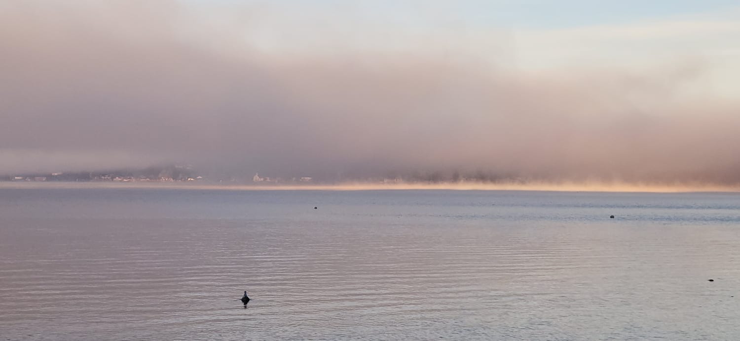 Aves sobre el lago en calma, con neblina en la orilla