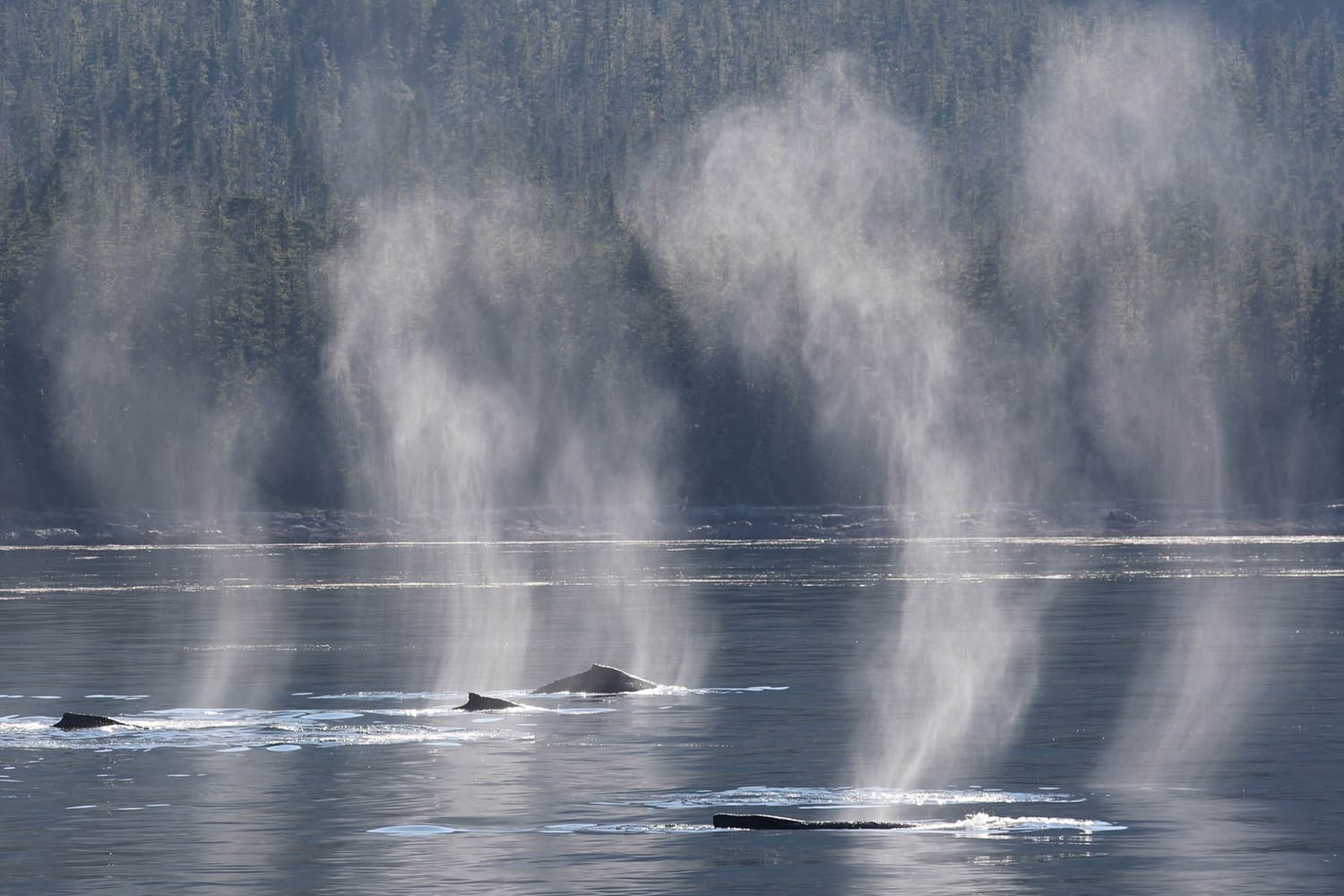 Humpback whales spouting during whale watching tour by FauneVoyage Tours in Petersburg, Alaska