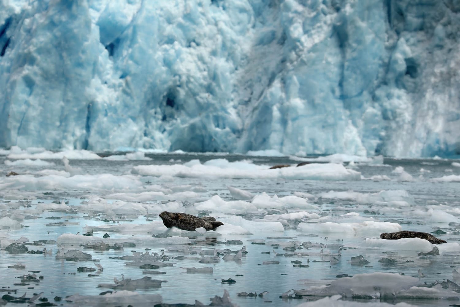 Harbor seals on icebergs in LeConte Bay fjord during glacier tour by FauneVoyage Tours in Petersburg, Alaska