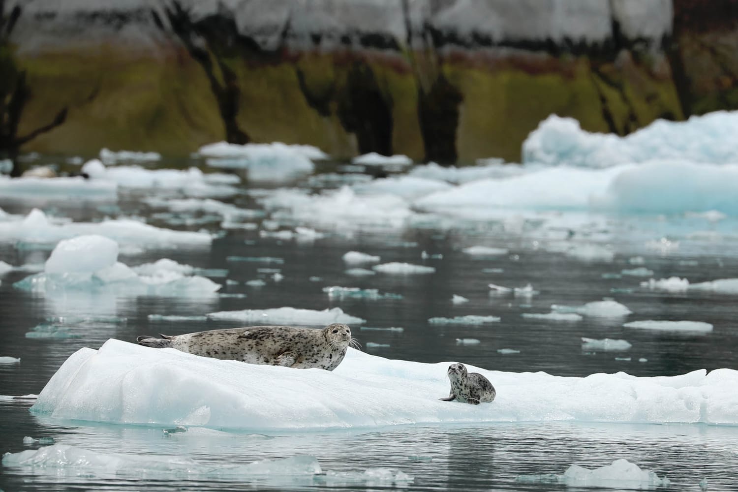 Harbor seals on icebergs in LeConte Bay fjord during glacier photo tour by FauneVoyage Tours in Petersburg, Alaska