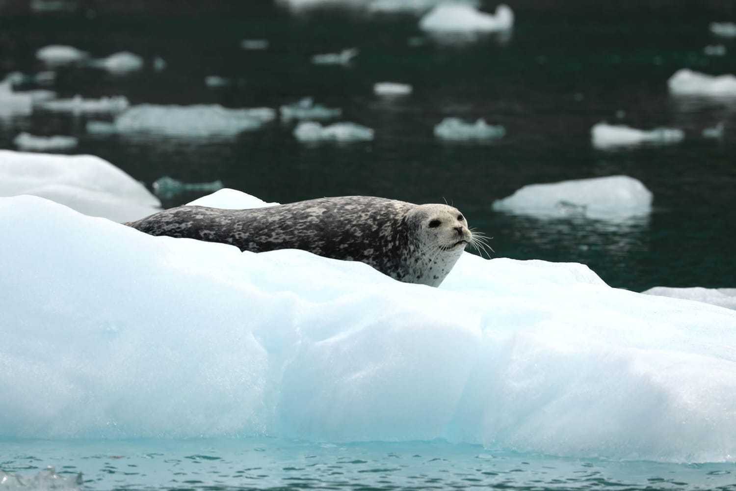 Harbor seal on icebergs in LeConte Bay fjord during glacier photo tour by FauneVoyage Tours in Petersburg, Alaska