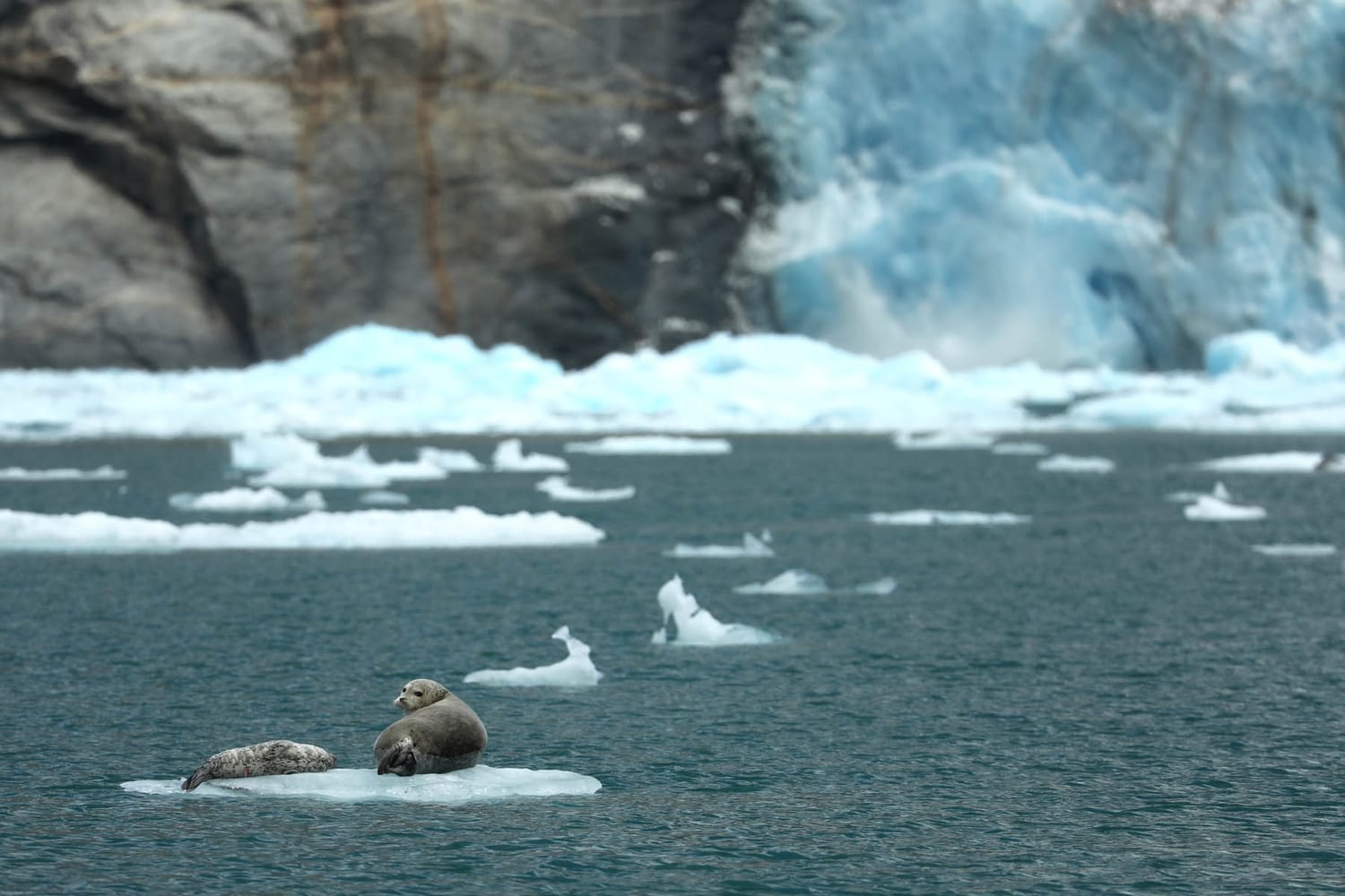 Harbor seals on icebergs in LeConte Bay fjord during glacier photo tour by FauneVoyage Tours in Petersburg, Alaska