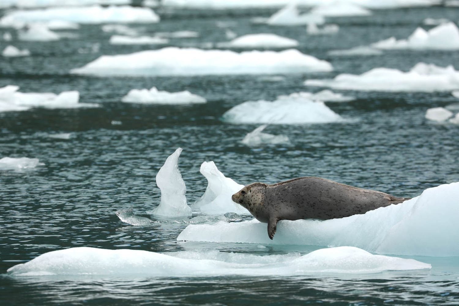 Harbor seal on icebergs in LeConte Bay fjord during glacier photo tour by FauneVoyage Tours in Petersburg, Alaska