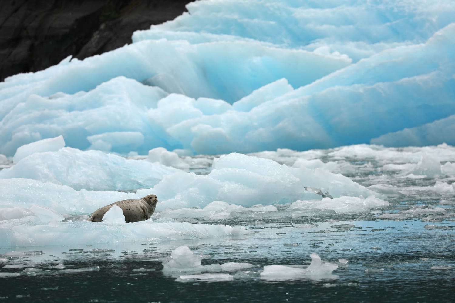 Harbor seal on icebergs in LeConte Bay fjord during glacier photo tour by FauneVoyage Tours in Petersburg, Alaska