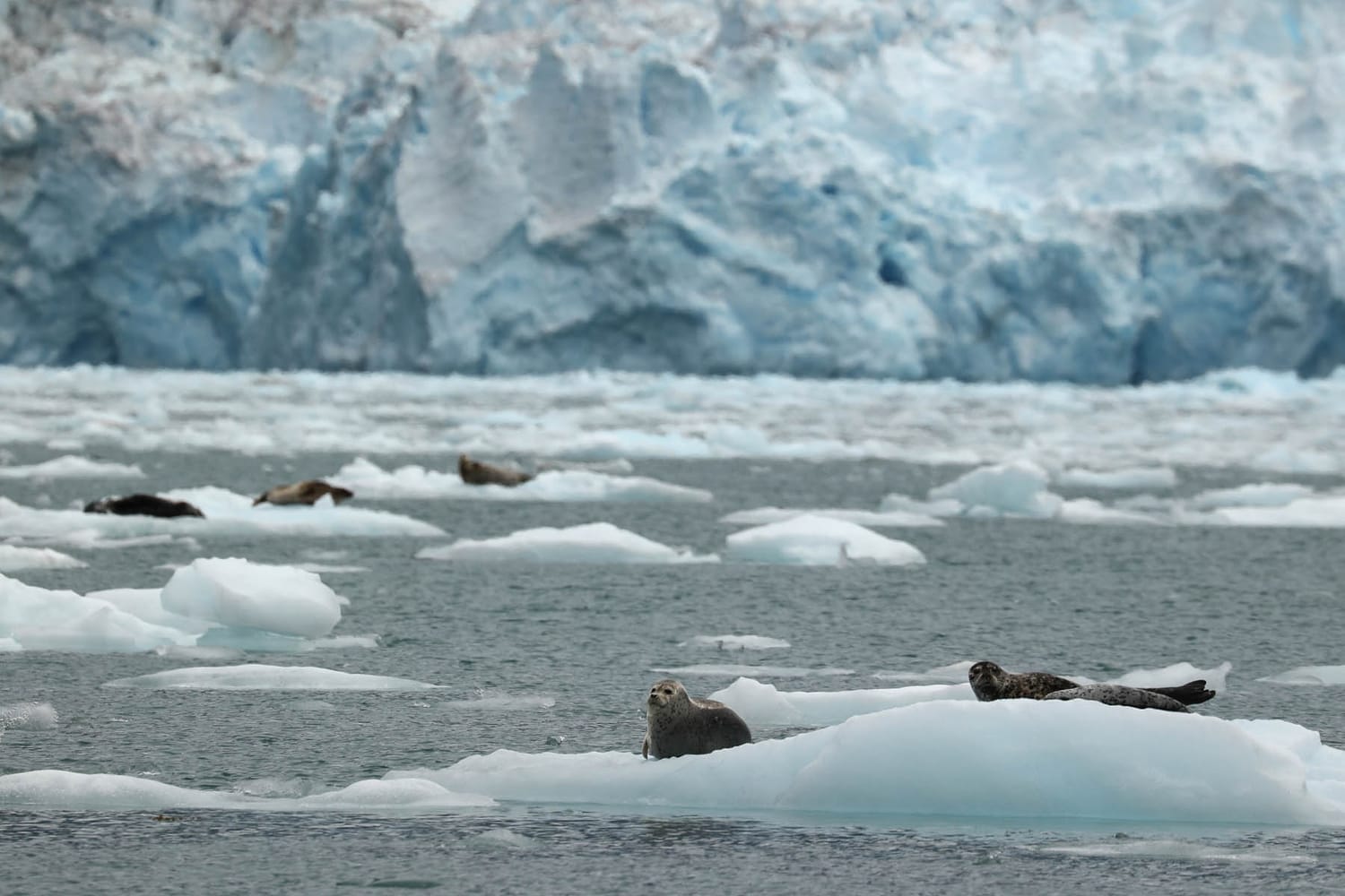 Harbor seals on icebergs in LeConte Bay fjord during glacier photo tour by FauneVoyage Tours in Petersburg, Alaska