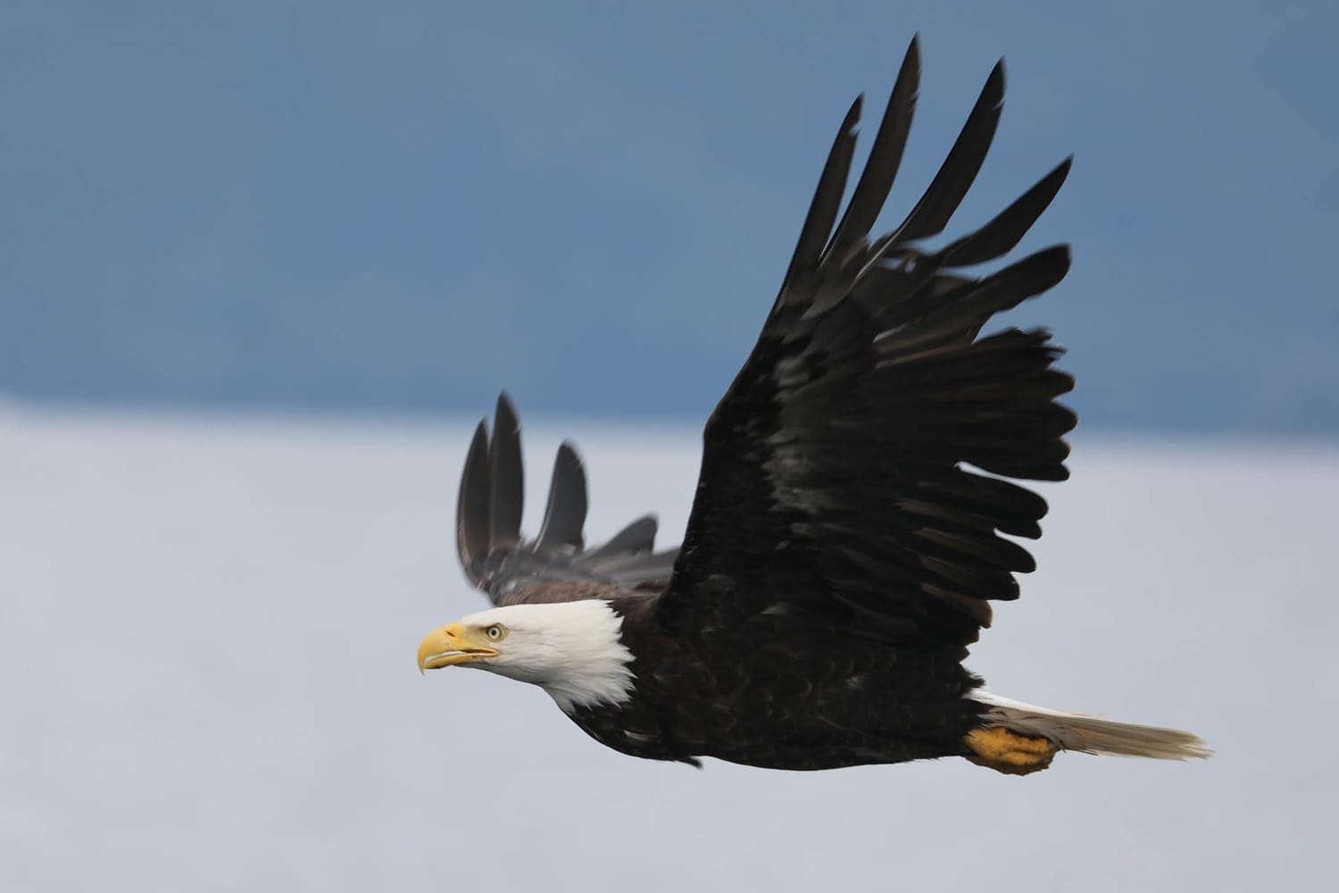 Bald Eagle during whale watching wildlife photography tour by FauneVoyage Tours in Petersburg, Alaska