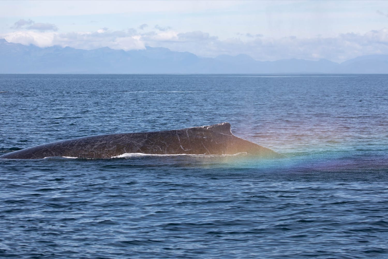 Humpback whale rainbow during whale watching photography tour by FauneVoyage Tours in Frederick Sound near Petersburg, Alaska