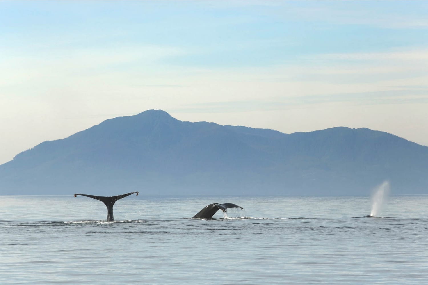 Humpback whale tail during whale watching photography tour by FauneVoyage Tours in Frederick Sound near Petersburg, Alaska 