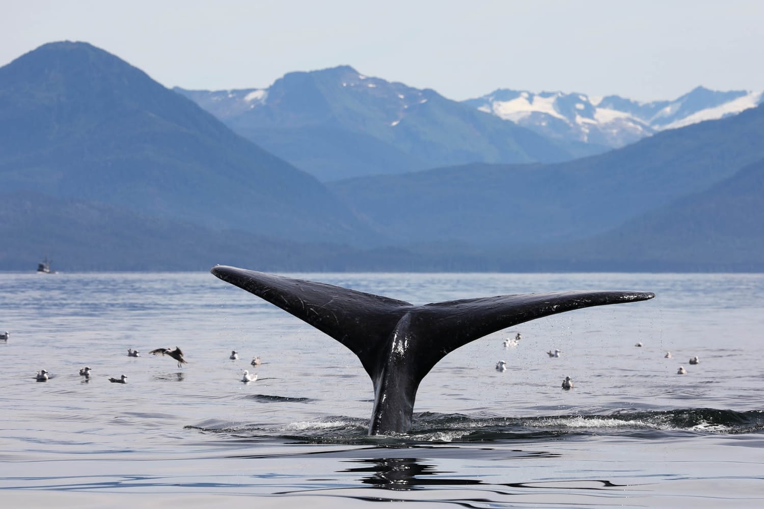 Humpback whale tail during whale watching photography tour by FauneVoyage Tours in Frederick Sound near Petersburg, Alaska