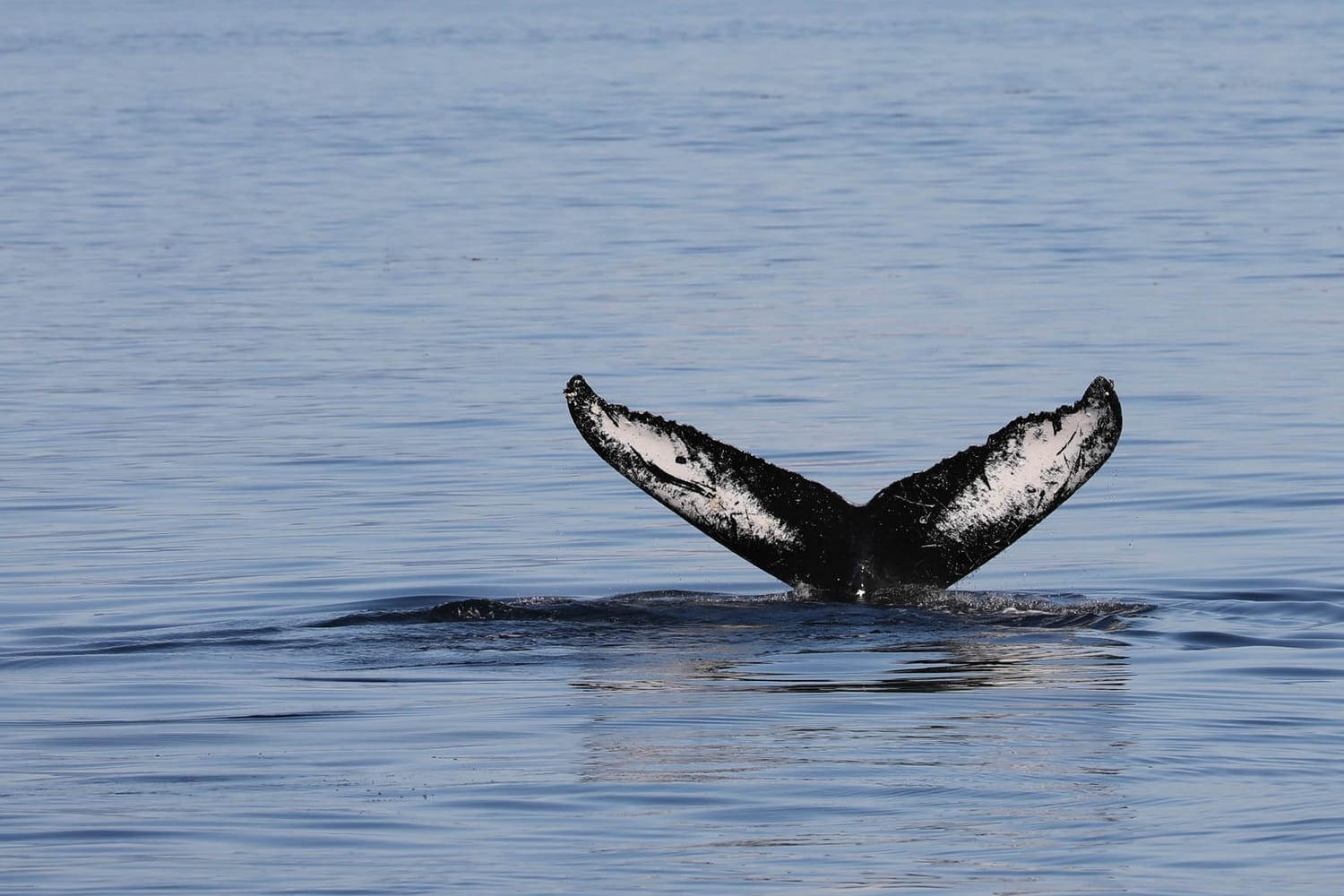 Humpback whale tail during whale watching photography tour by FauneVoyage Tours in Frederick Sound near Petersburg, Alaska