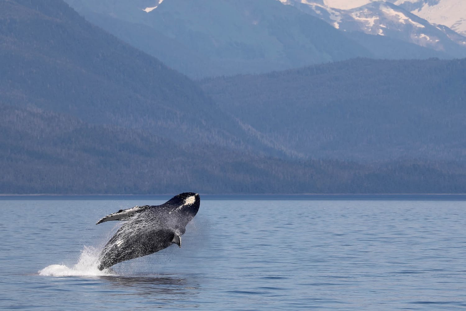 Humpback whale breaching during whale watching photography tour by FauneVoyage Tours in Frederick Sound near Petersburg, Alaska
