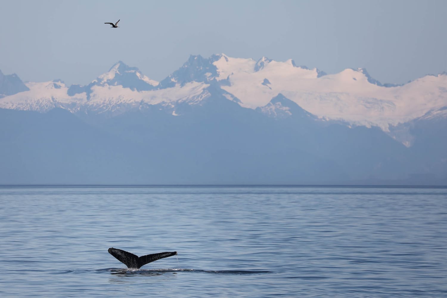Humpback whale tail during whale watching photography tour by FauneVoyage Tours in Frederick Sound near Petersburg, Alaska