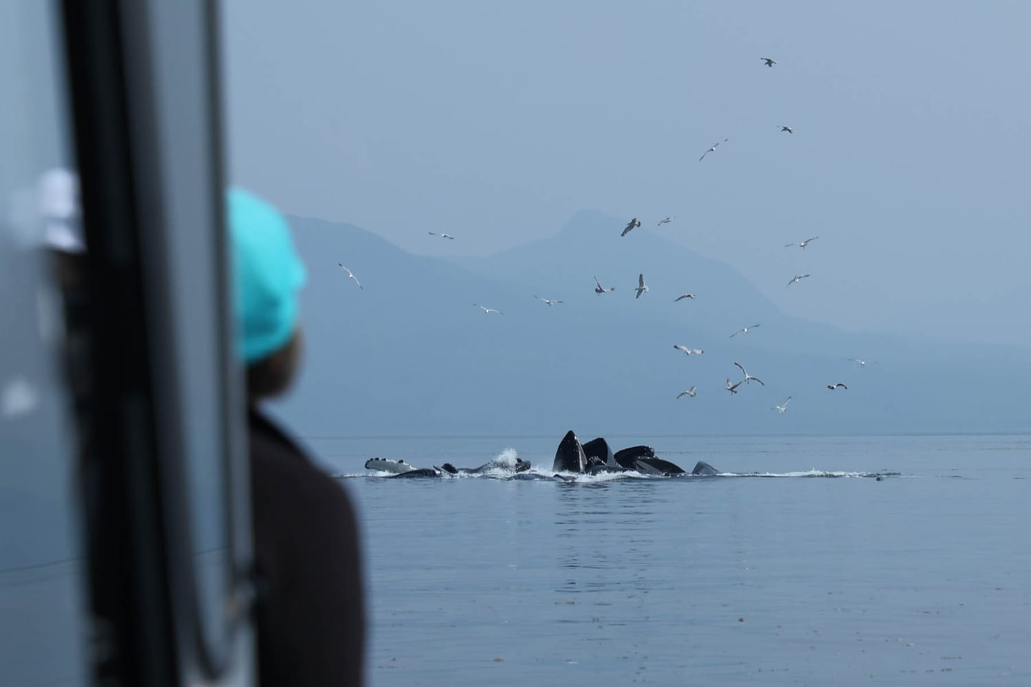 Humpback whales feeding during whale watching tour by FauneVoyage Tours in Frederick Sound near Petersburg, Alaska
