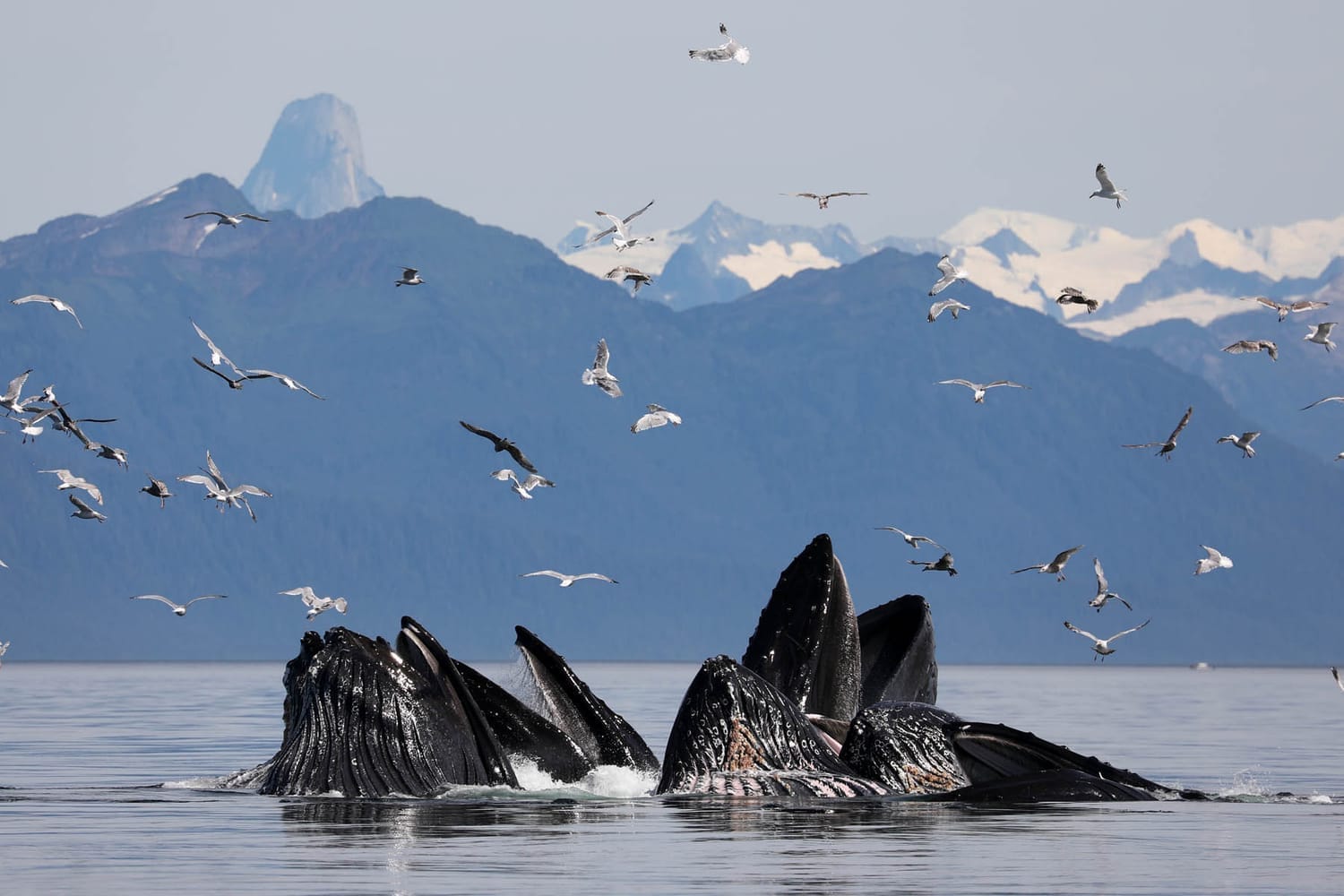 Humpback whales bubble net feeding during whale watching tour by FauneVoyage Tours in Frederick Sound near Petersburg, Alaska