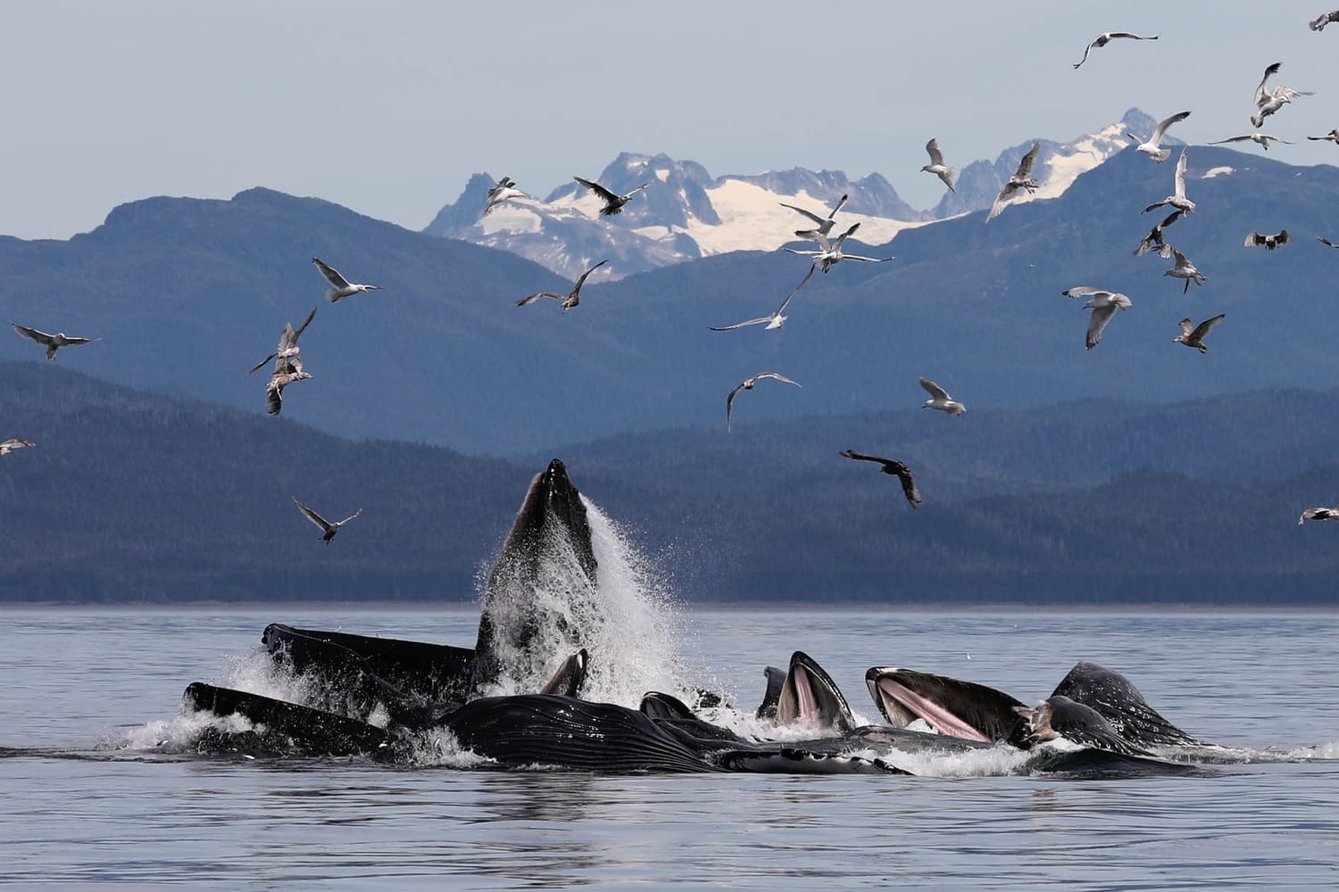Humpback whales bubble net feeding during whale watching tour by FauneVoyage Tours in Frederick Sound near Petersburg, Alaska