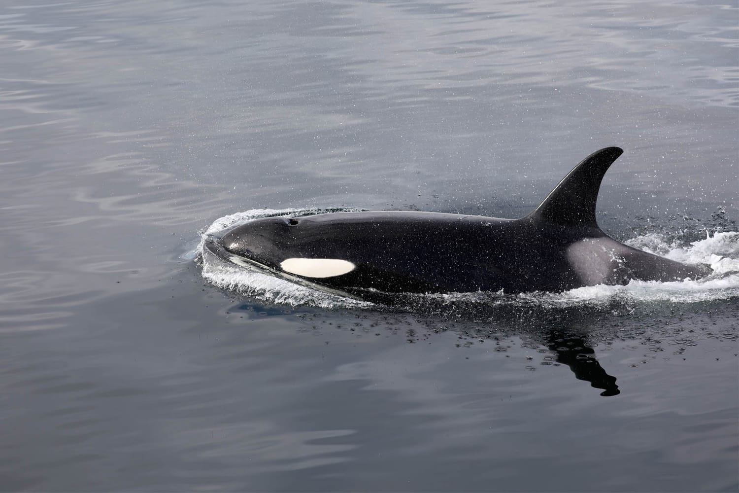 Orca Killer Whale during whale watching wildlife photography tour by FauneVoyage Tours in Frederick Sound near Petersburg, Alaska