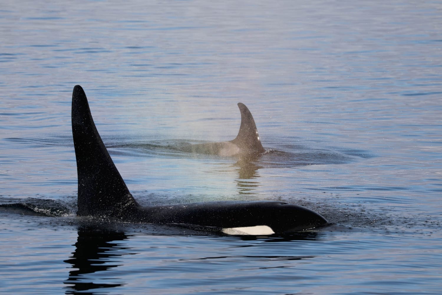 Orca Killer Whale during whale watching wildlife photography tour by FauneVoyage Tours in Frederick Sound near Petersburg, Alaska