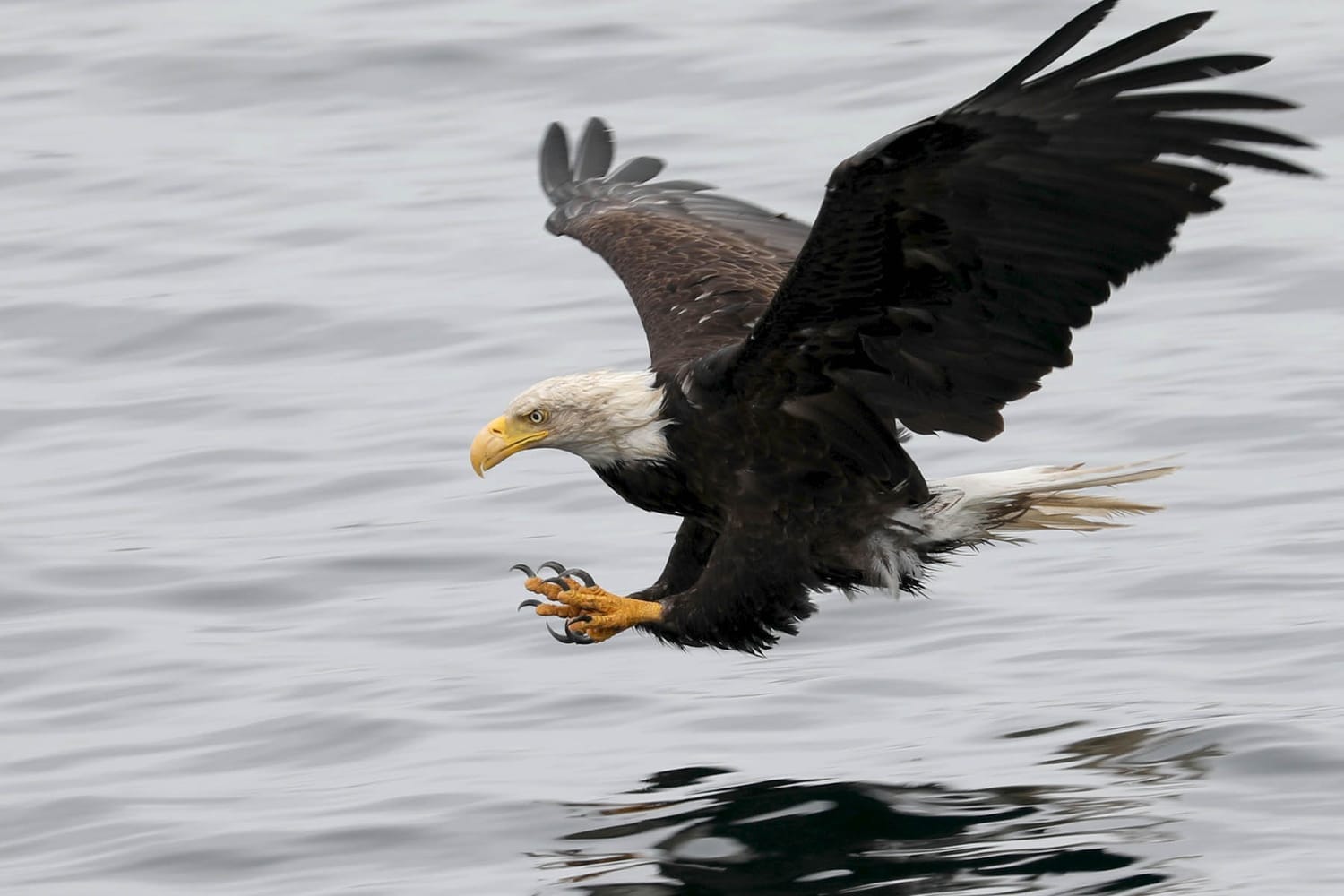 Bald Eagle during whale watching wildlife photography tour by FauneVoyage Tours in Petersburg, Alaska