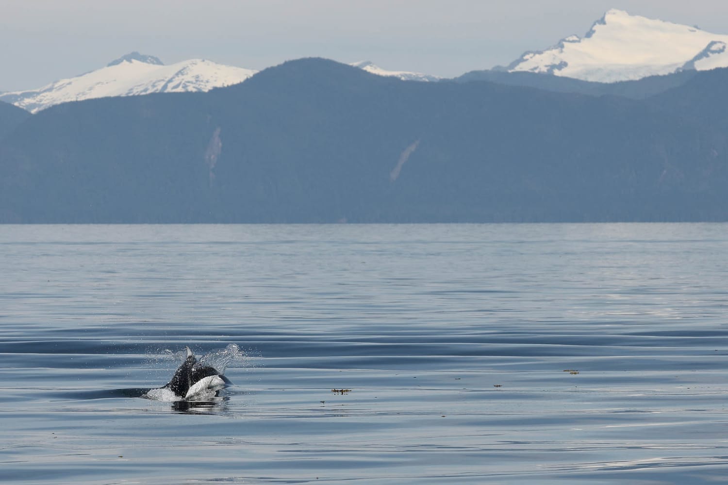 Porpoise during whale watching wildlife photography tour by FauneVoyage Tours in Frederick Sound near Petersburg, Alaska 