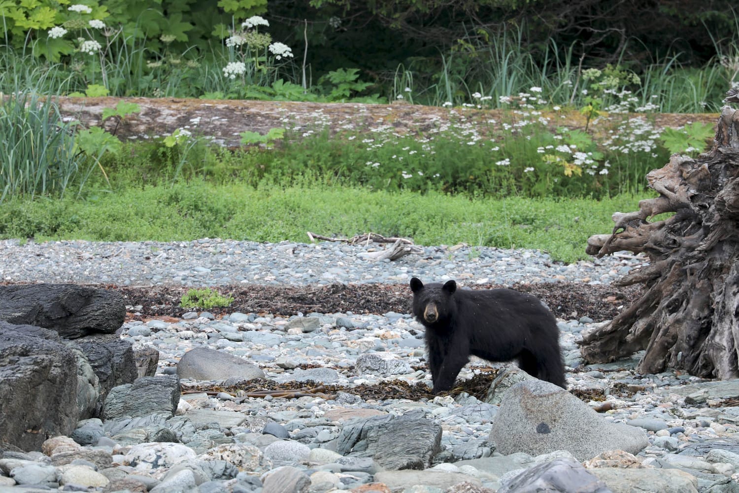 Black bear during whale watching wildlife photography tour by FauneVoyage Tours in Petersburg, Alaska
