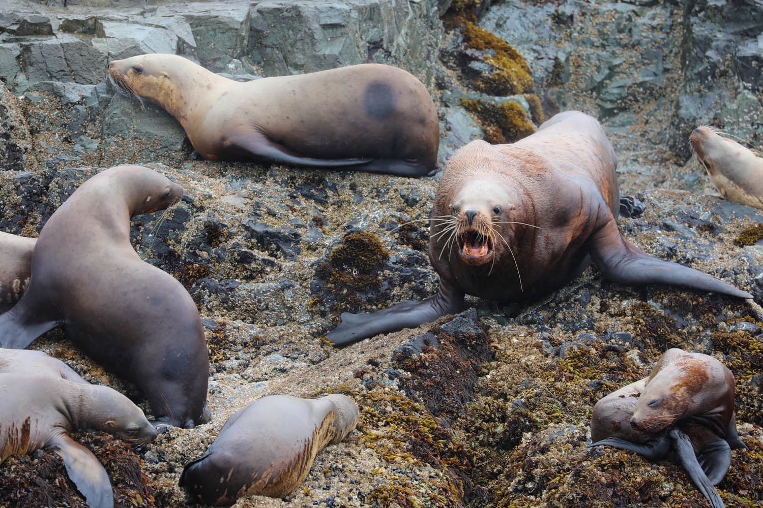 Sea Lions during whale watching wildlife photography tour by FauneVoyage Tours in Frederick Sound near Petersburg; Alaska