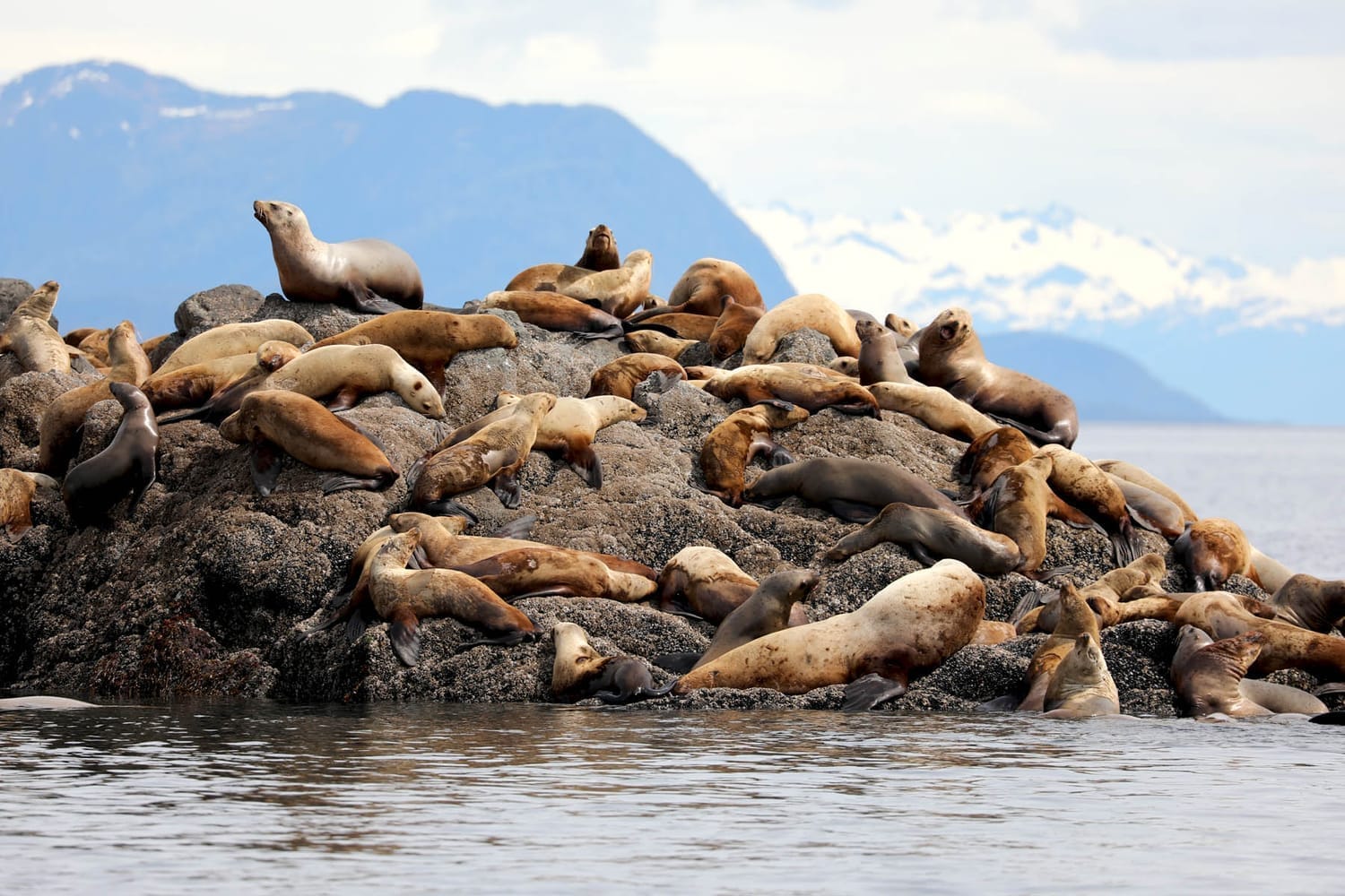 Sea Lions during whale watching wildlife photography tour by FauneVoyage Tours in Frederick Sound near Petersburg; Alaska
