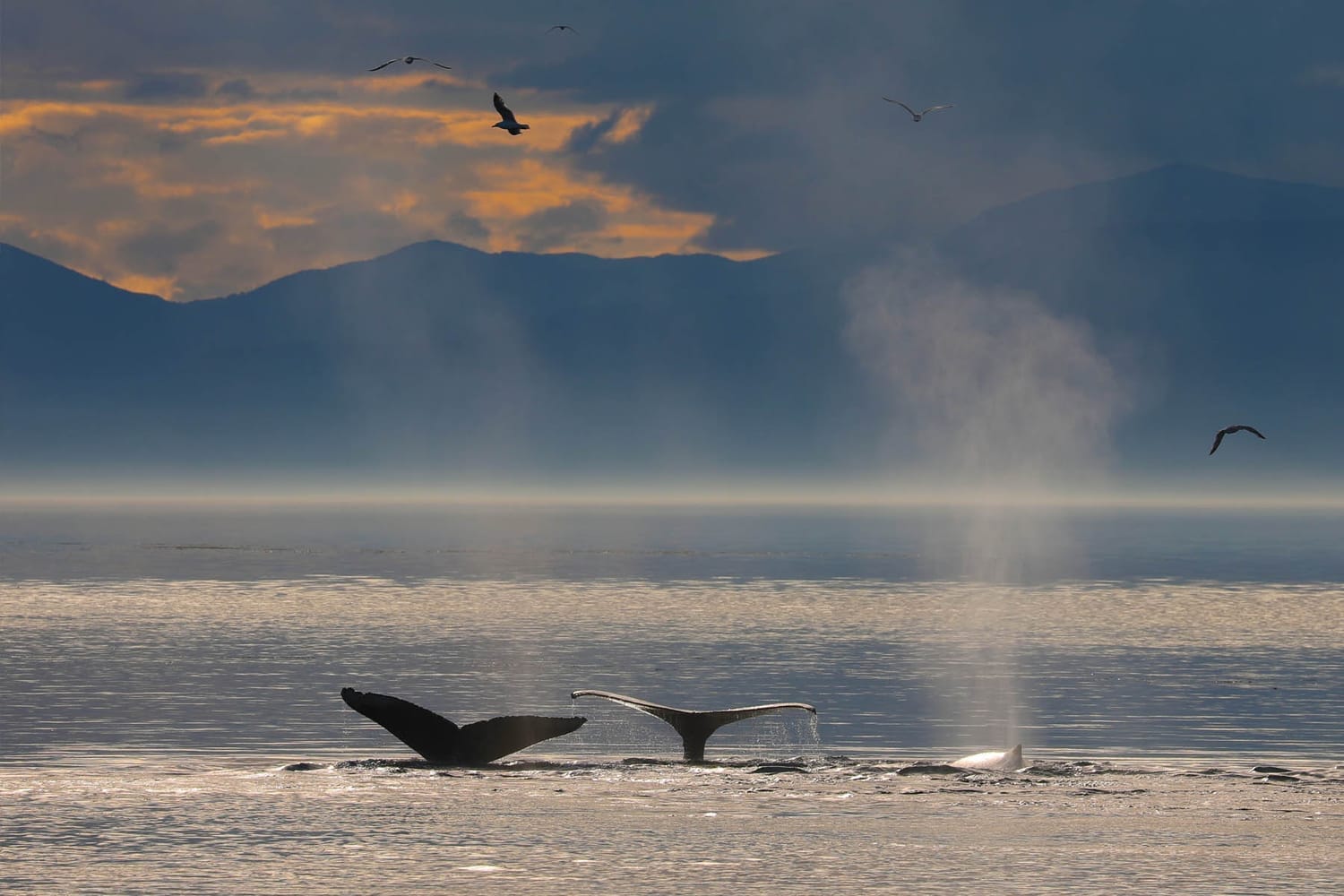 Humpback whales during whale watching photography tour by FauneVoyage Tours in Frederick Sound near Petersburg, Alaska