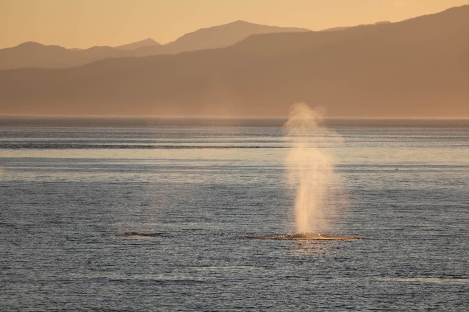 Humpback whales during whale watching photography tour by FauneVoyage Tours in Frederick Sound near Petersburg, Alaska
